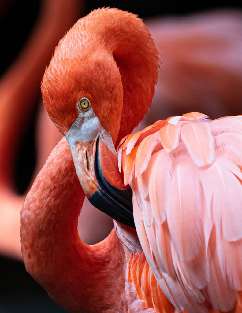 “Flamingo”