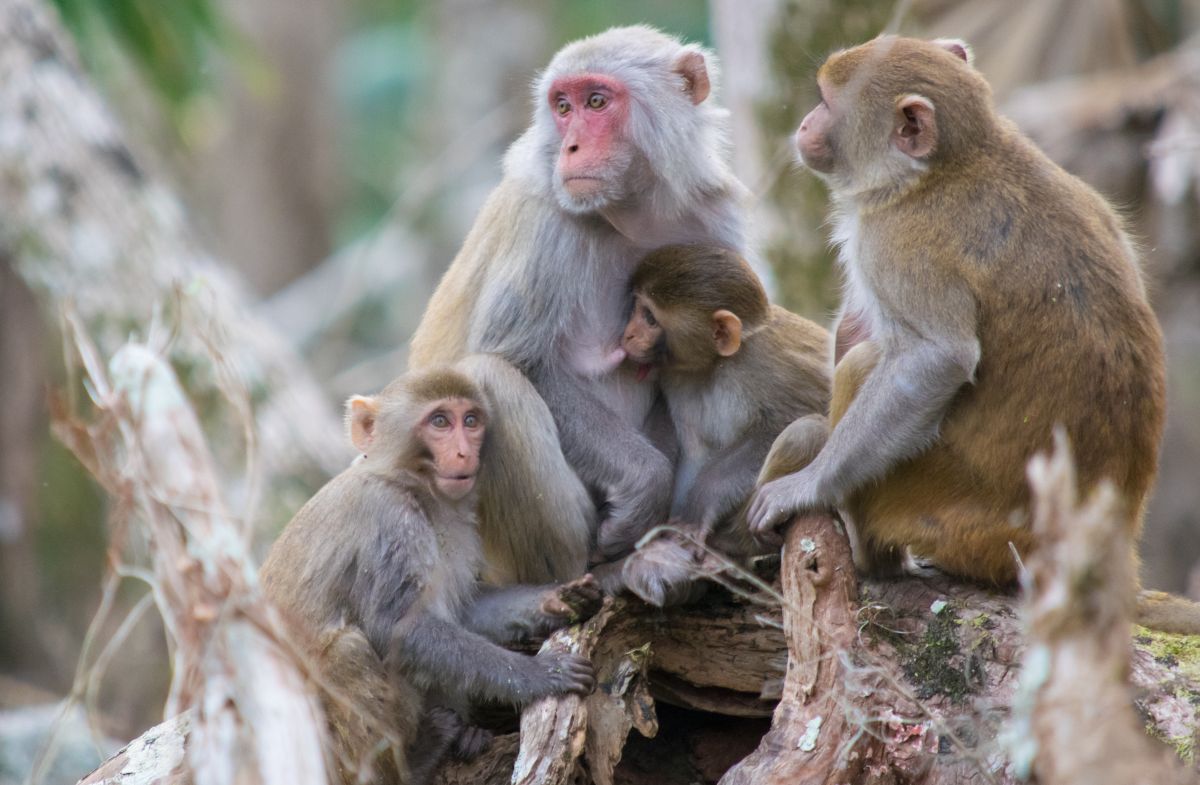 Silver River Museum postpones student field trips amid monkey